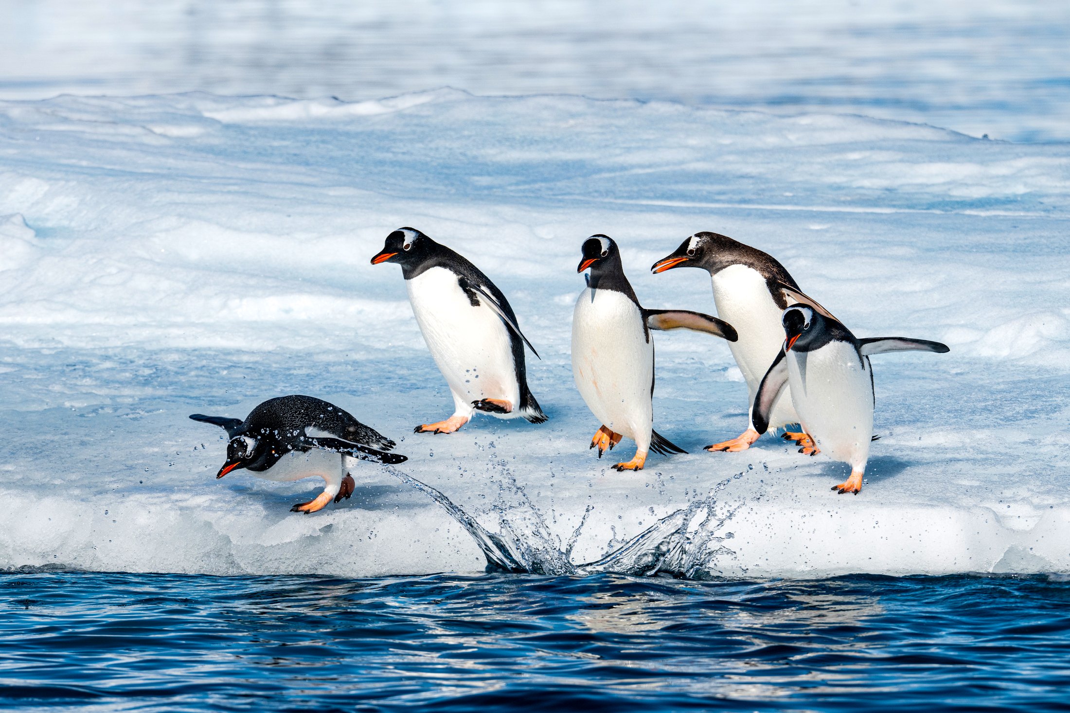 Manchot papou en Antarctique